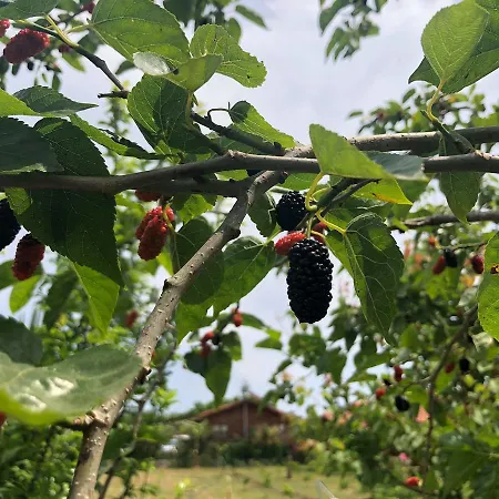 Apart-hotel Servet Çıralı